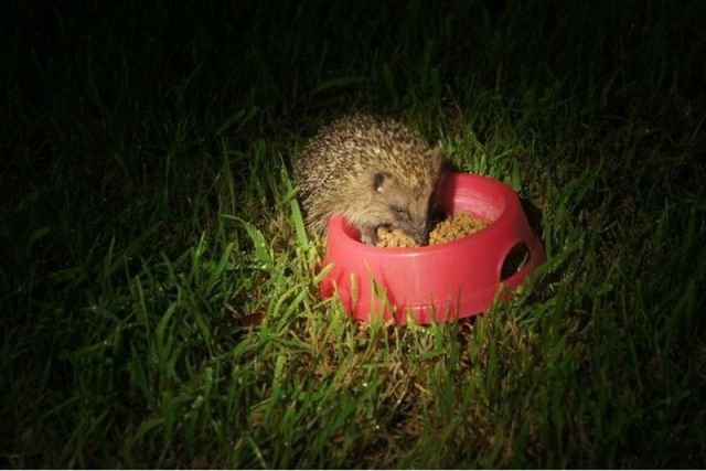 Funny Animals (43 pics) Funny Animals (43 pics)