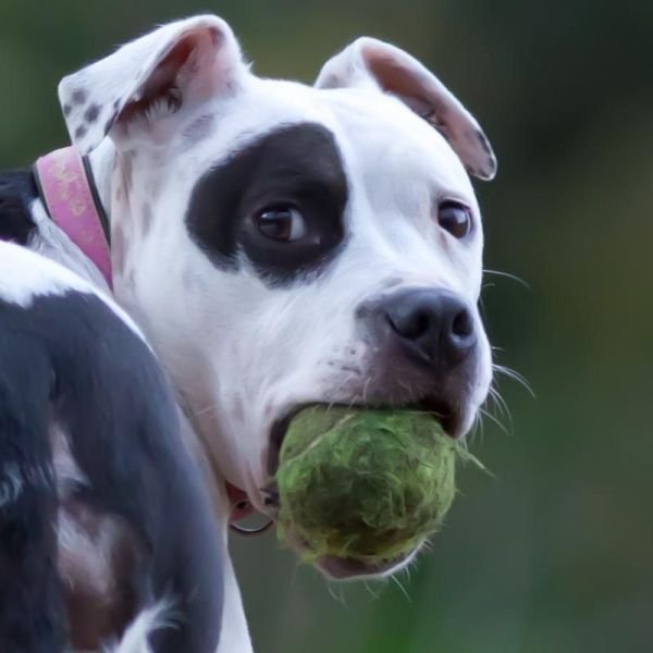 Funny Animals (43 pics) Funny Animals (43 pics)