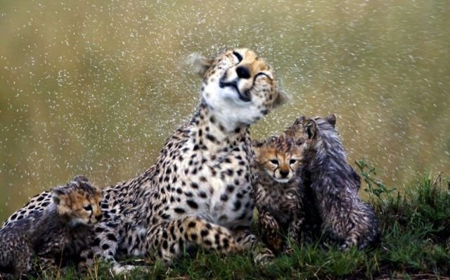 Funny Animals (43 pics) Funny Animals (43 pics)