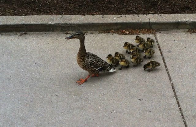 Funny Animals (43 pics) Funny Animals (43 pics)