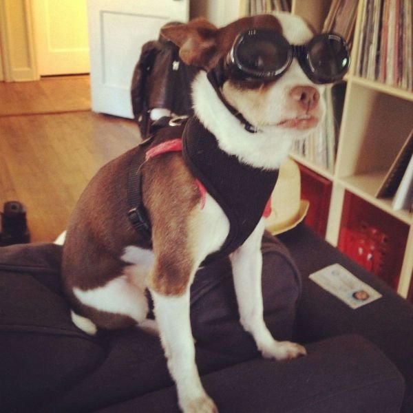 Funny Animals (43 pics) Funny Animals (43 pics)