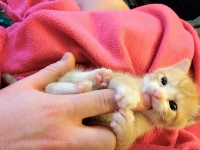 Funny Animals (43 pics) Funny Animals (43 pics)