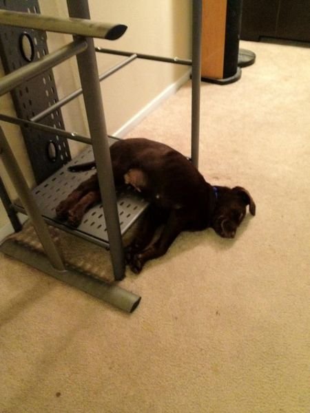 Funny Animals (43 pics) Funny Animals (43 pics)