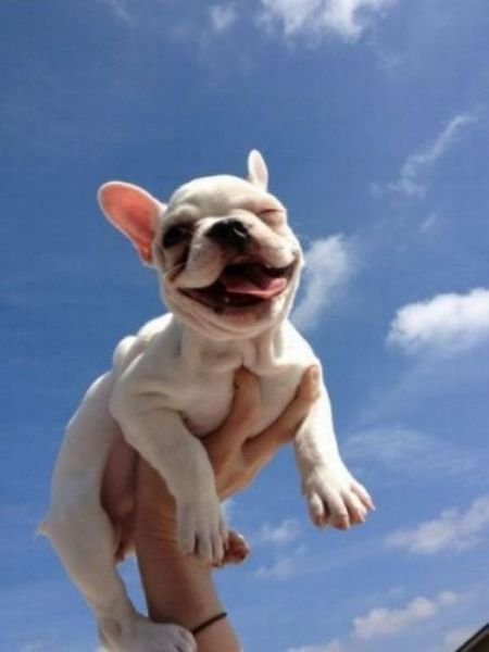 Funny Animals (43 pics) Funny Animals (43 pics)