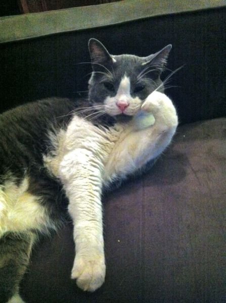 Funny Animals (43 pics) Funny Animals (43 pics)