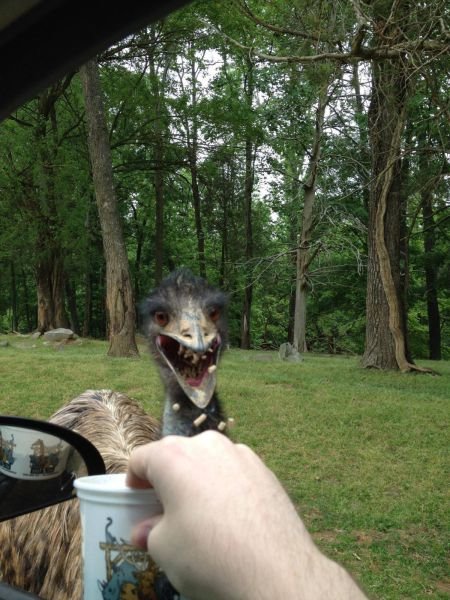 Funny Animals (43 pics) Funny Animals (43 pics)