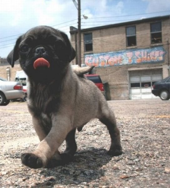 Funny Animals (43 pics) Funny Animals (43 pics)