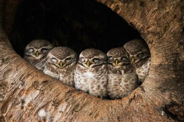 Funny Animals (43 pics)