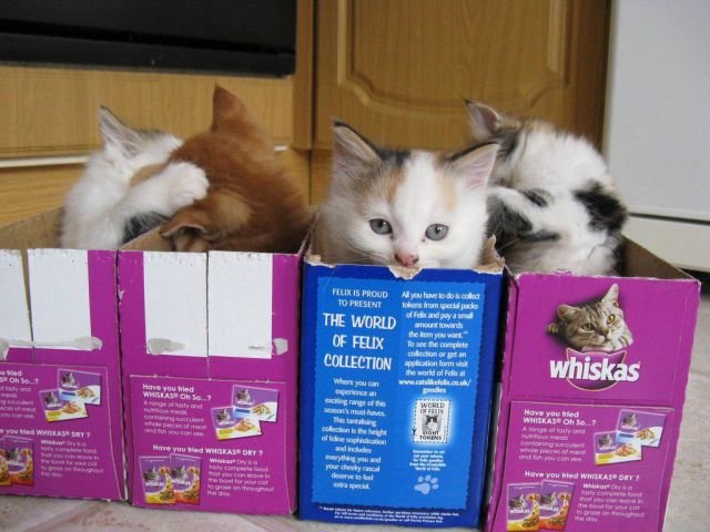 Funny Animals (43 pics) Funny Animals (43 pics)