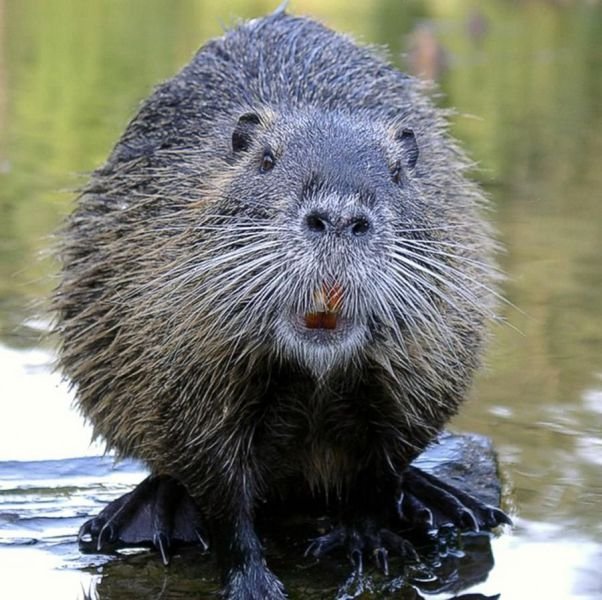 Funny Animals (43 pics) Funny Animals (43 pics)