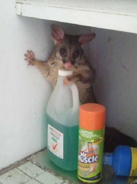 Funny Animals (43 pics) Funny Animals (43 pics)