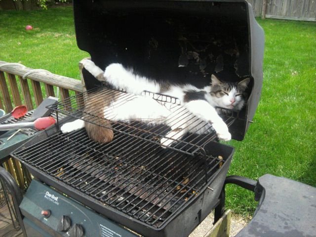 Funny Animals (43 pics) Funny Animals (43 pics)