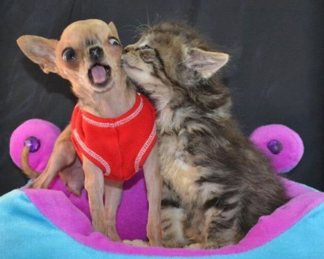 Funny Animals (43 pics) Funny Animals (43 pics)