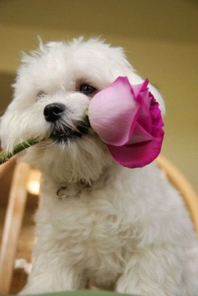 Funny Animals (43 pics) Funny Animals (43 pics)