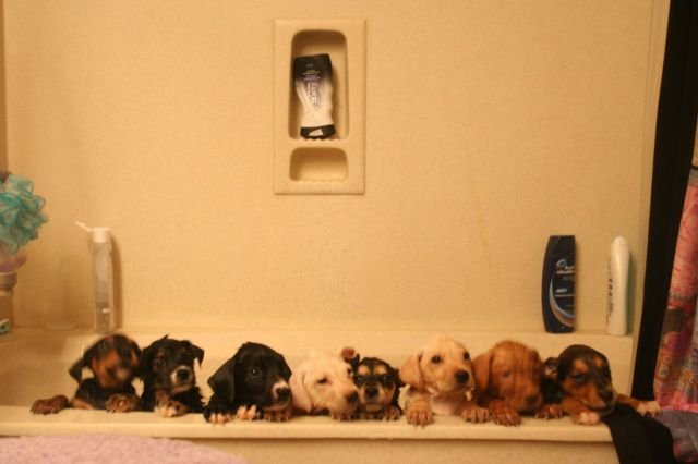 Funny Animals (43 pics) Funny Animals (43 pics)