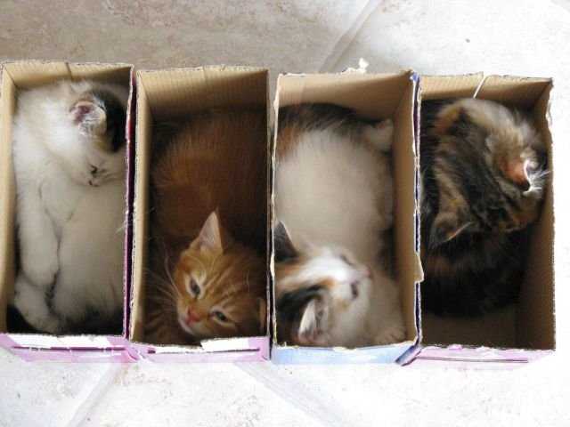 Funny Animals (43 pics) Funny Animals (43 pics)