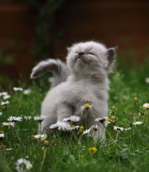 Funny Animals (43 pics) Funny Animals (43 pics)