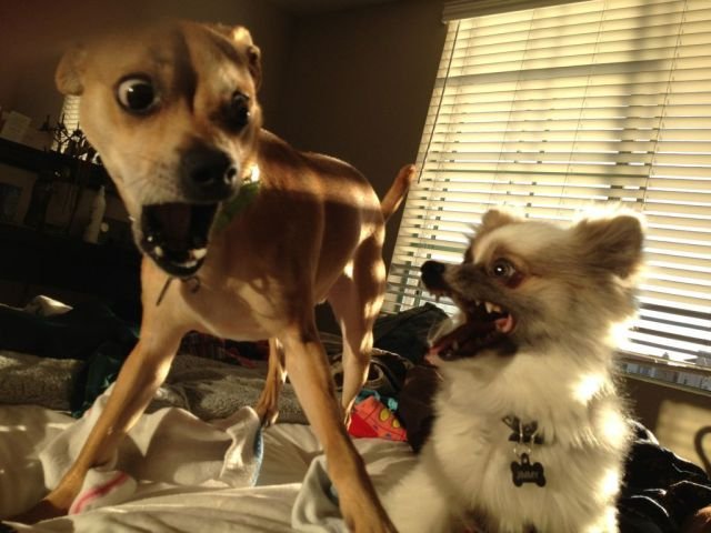 Funny Animals (43 pics) Funny Animals (43 pics)
