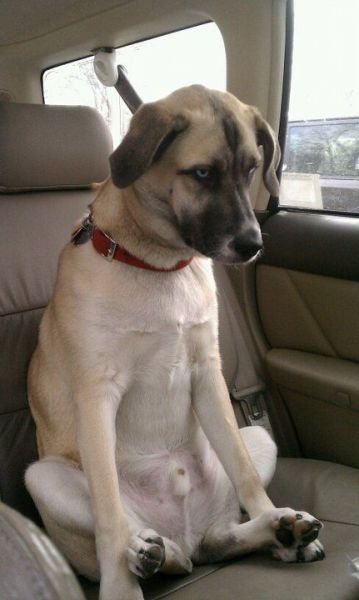 Funny Animals (43 pics) Funny Animals (43 pics)