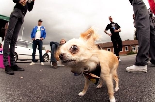 Funny Animals (43 pics) Funny Animals (43 pics)