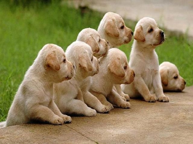 Funny Animals (43 pics) Funny Animals (43 pics)