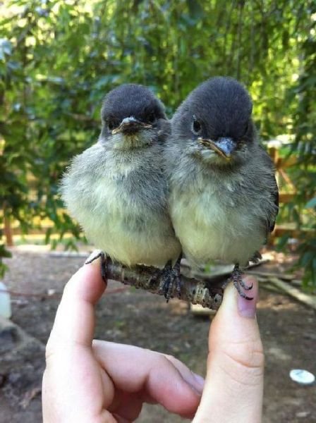 Funny Animals (43 pics) Funny Animals (43 pics)
