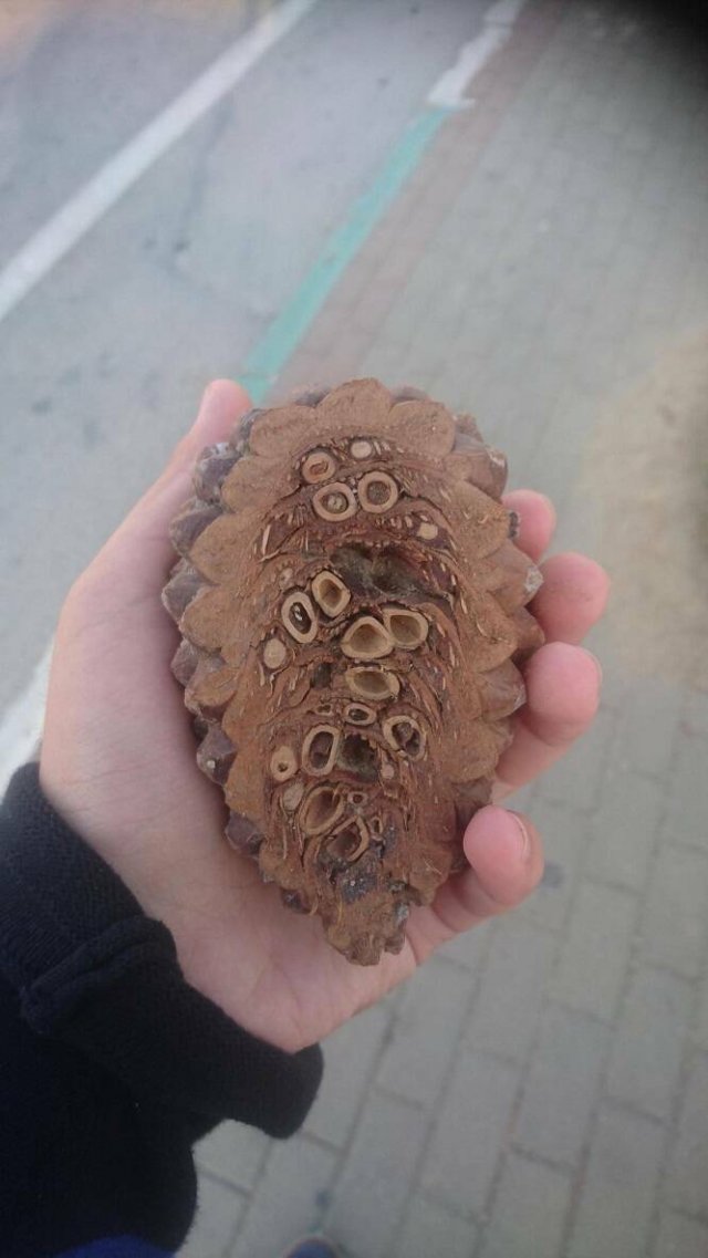 Interesting Finds And Discoveries (19 pics)