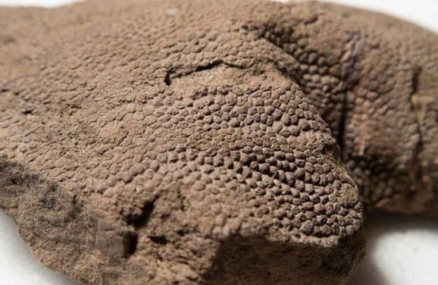 Interesting Finds And Discoveries (19 pics)