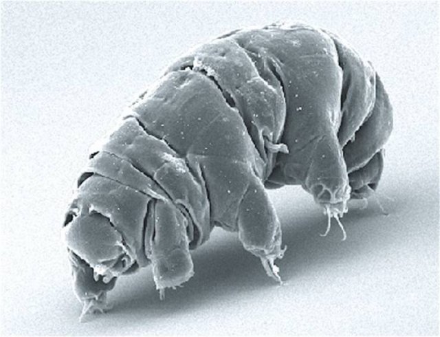 What Have People Sent Into Space? (13 pics)