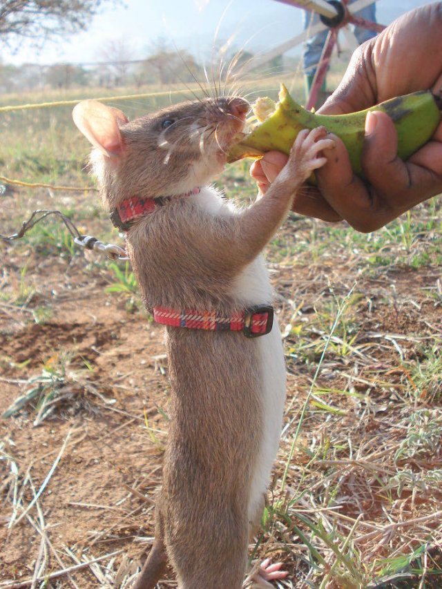 Facts About Animals (37 pics)