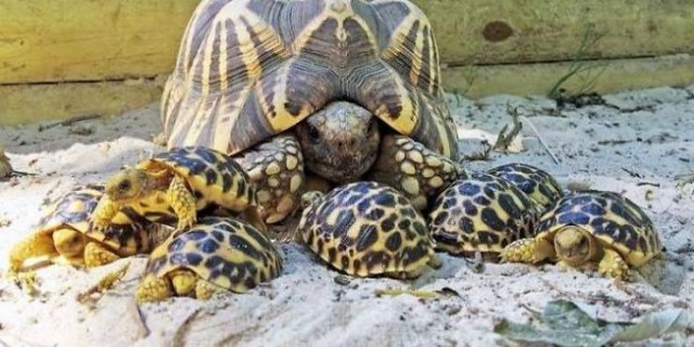 Facts About Animals (37 pics)