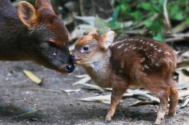 Facts About Animals (37 pics)