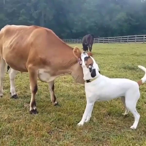Facts About Animals (37 pics)