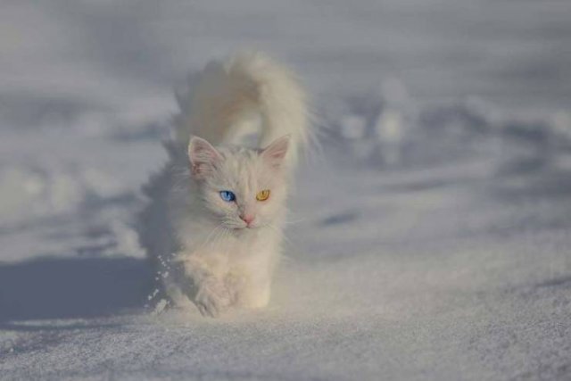 Facts About Animals (37 pics)