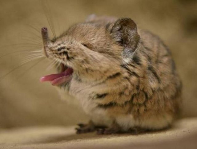 Facts About Animals (37 pics)