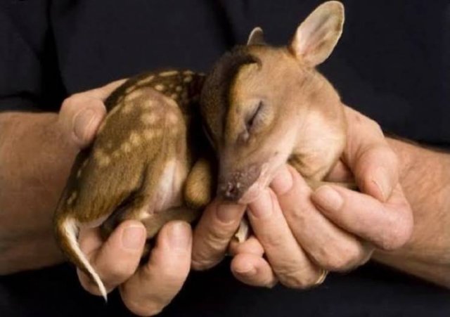 Facts About Animals (37 pics)