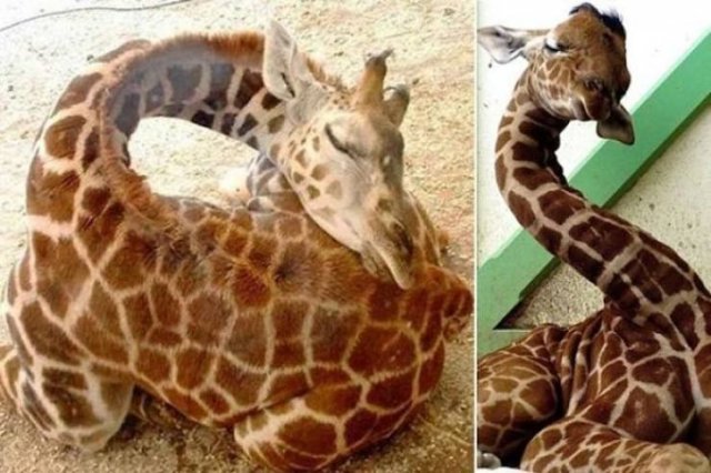 Facts About Animals (37 pics)