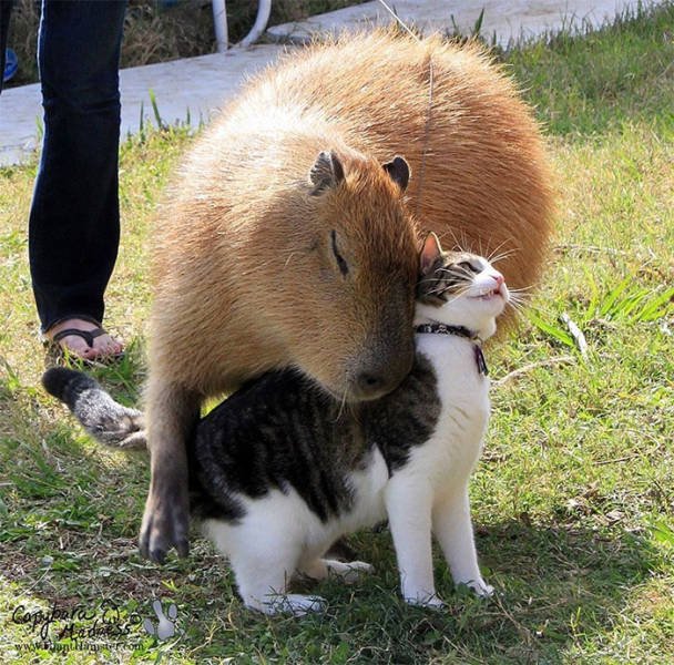 Facts About Animals (37 pics)