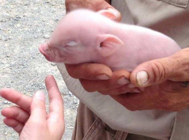Facts About Animals (37 pics)