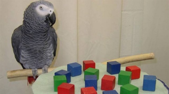 Facts About Animals (37 pics)
