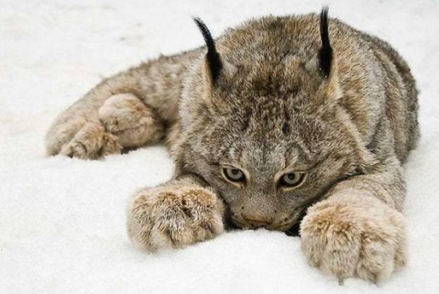 Facts About Animals (37 pics)