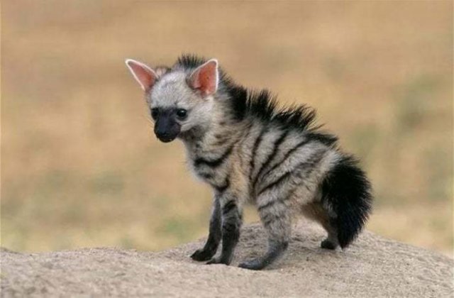 Facts About Animals (37 pics)