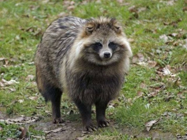Facts About Animals (37 pics)