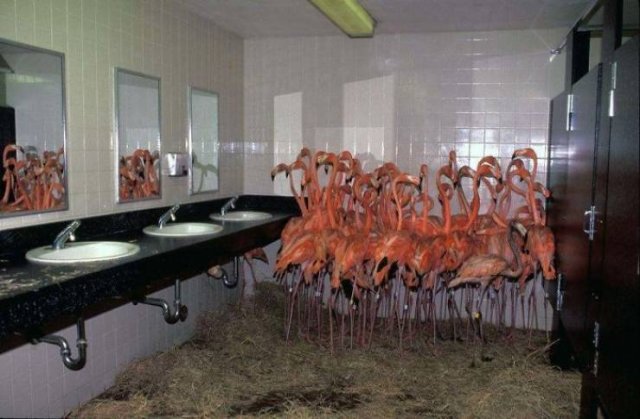 Facts About Animals (37 pics)