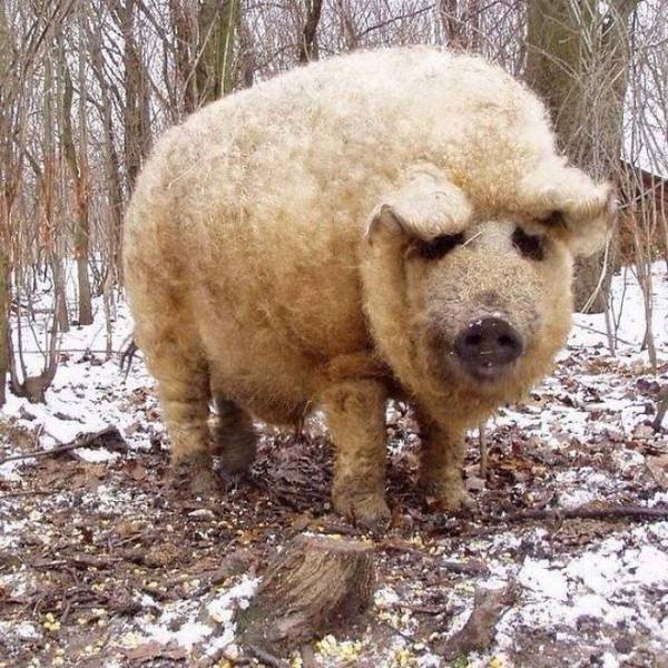Facts About Animals (37 pics)