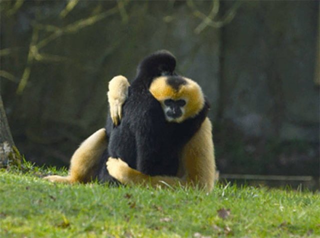 Facts About Animals (37 pics)