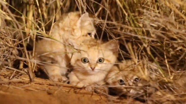 Facts About Animals (37 pics)