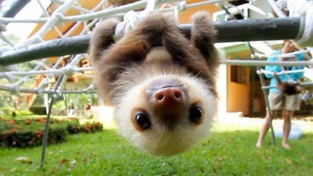 Facts About Animals (37 pics)