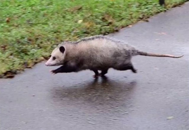 Facts About Animals (37 pics)