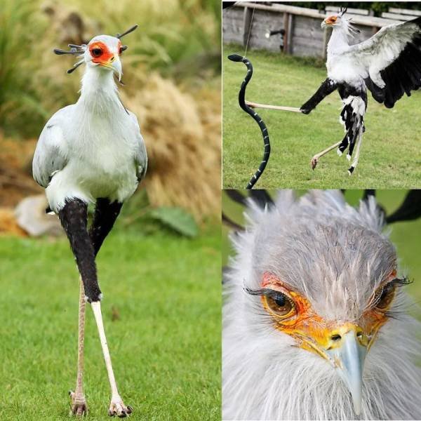 Facts About Animals (37 pics)